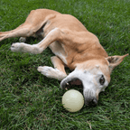 Dog Fetch Ball product image 11