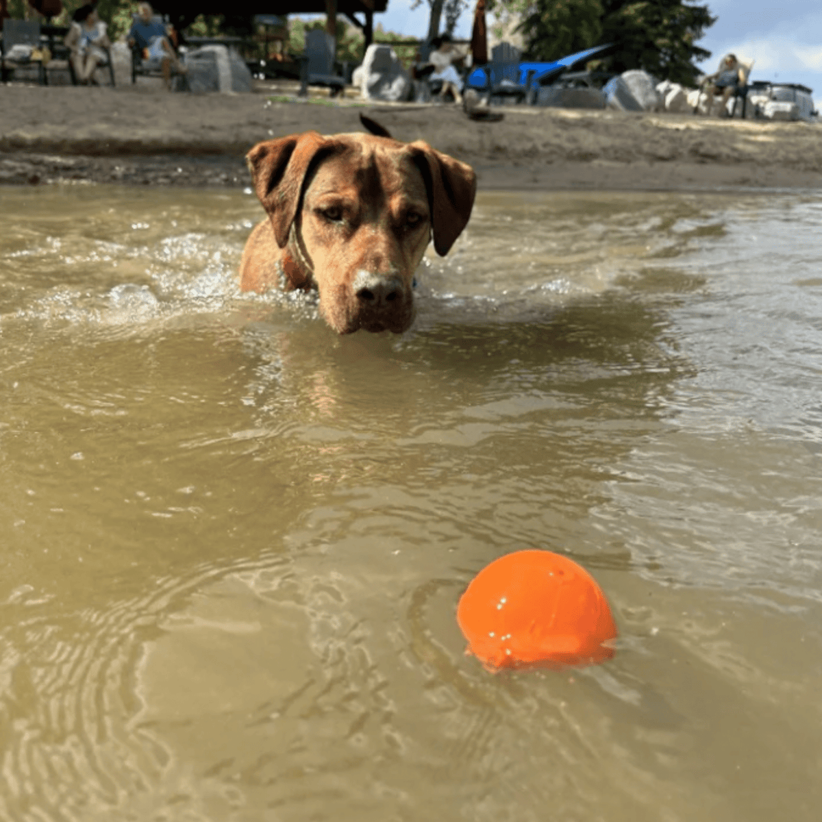 Dog Fetch Ball product image 12