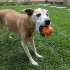 Dog Fetch Ball product image 16