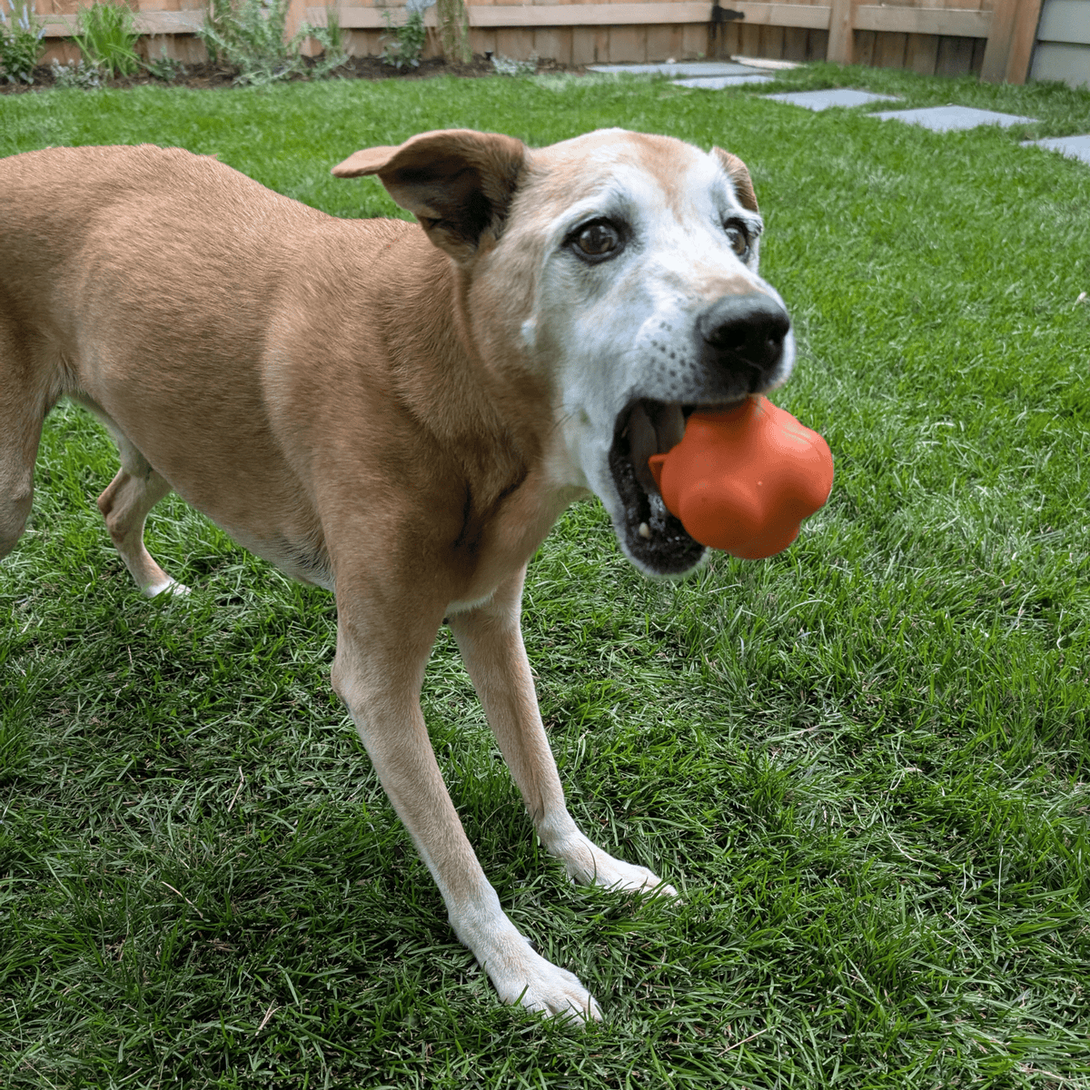 Dog Fetch Ball product image 16