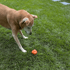 Dog Fetch Ball product image 17