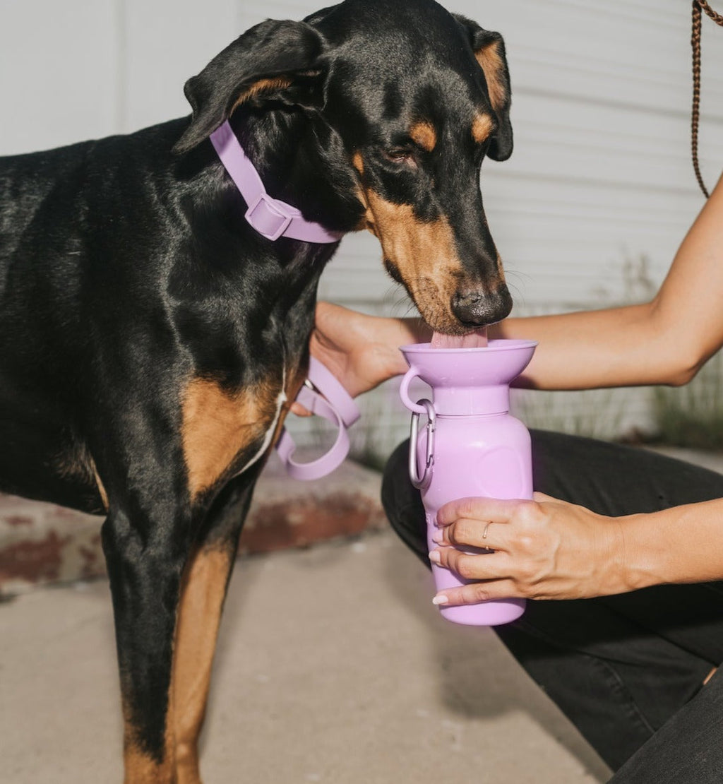 Travel Dog Water Bottle product image 5