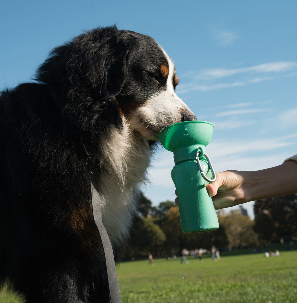 Dog Water Bottle product image 28