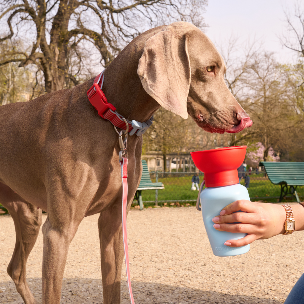 Dog Water Bottle product image 40