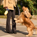 Dog Water Bottle product image 45