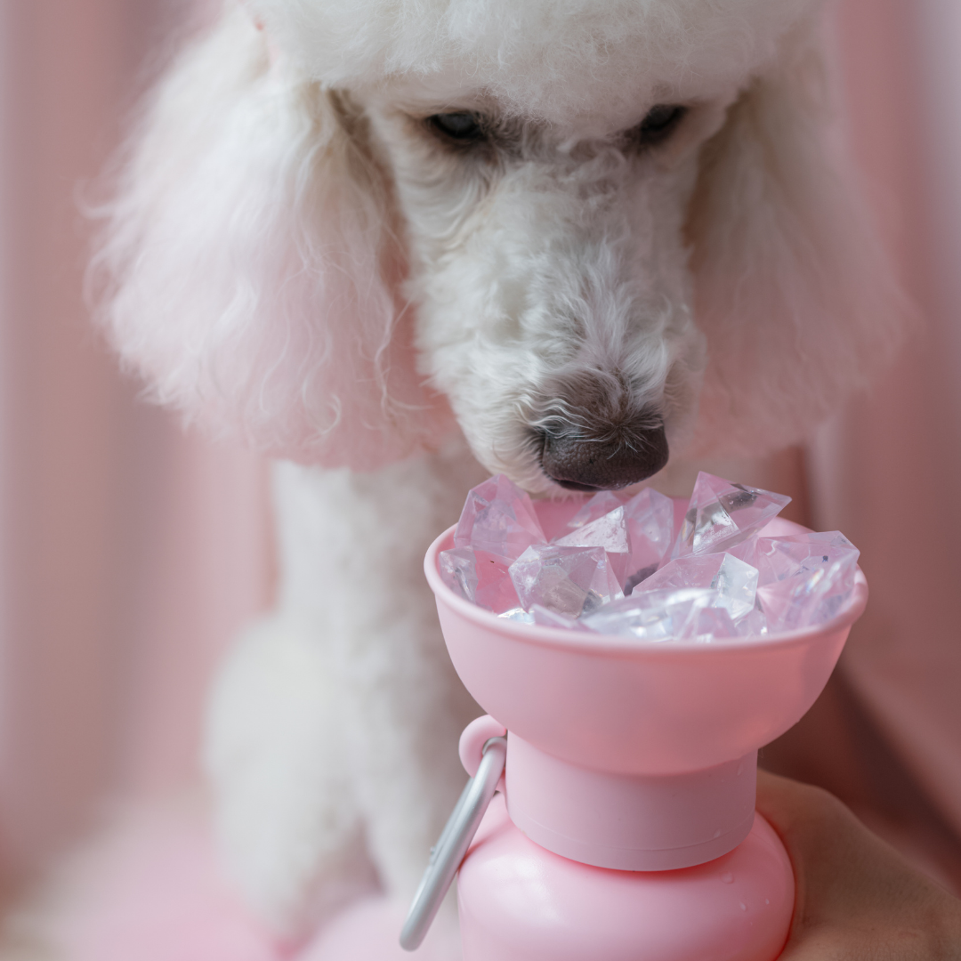 Dog Water Bottle product image 49