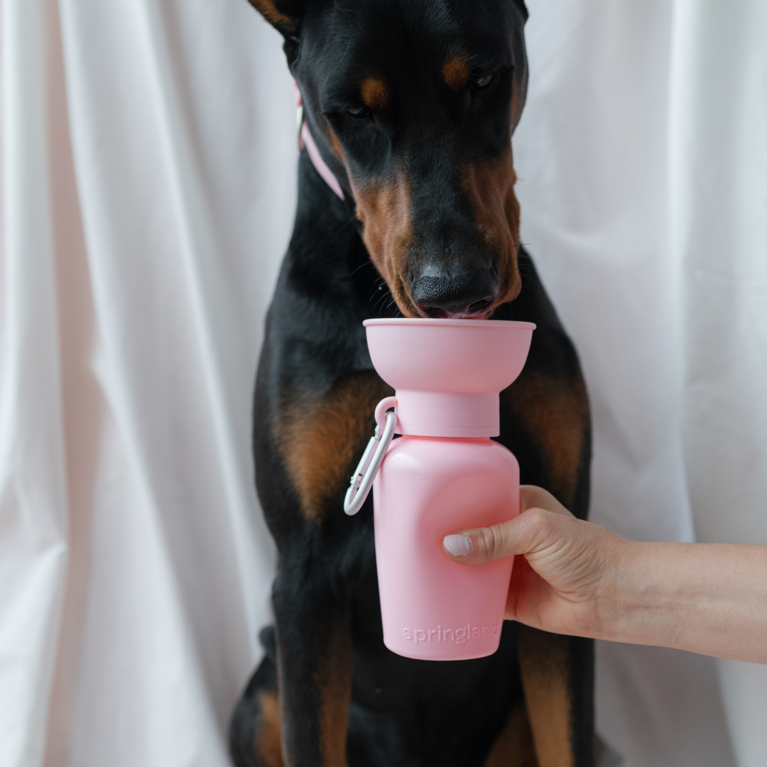 Dog Water Bottle product image 50
