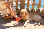 Dog Water Bottle product image 53