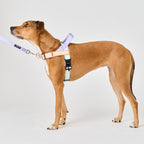 Dog Harness product image 2