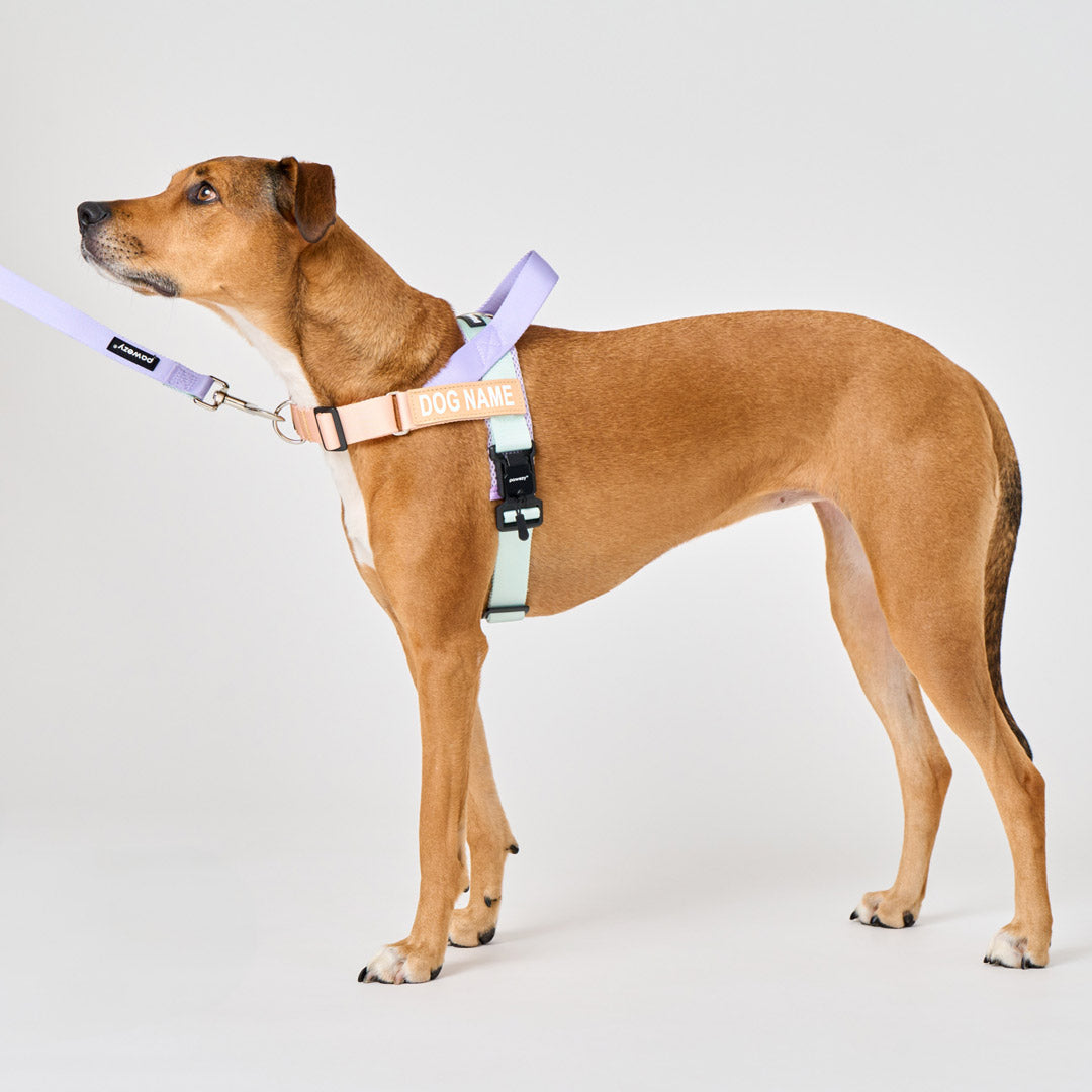 Dog Harness product image 2