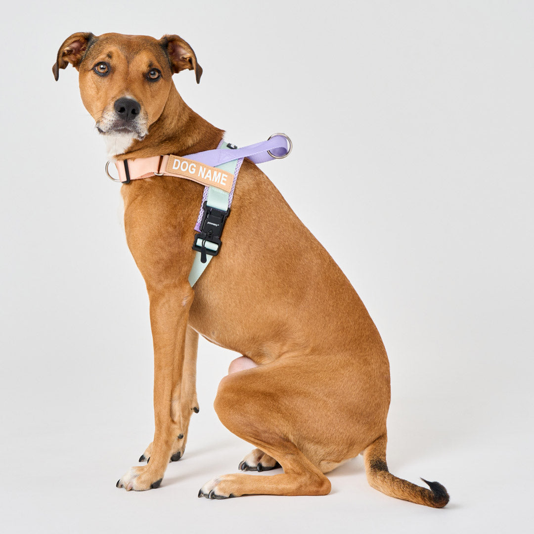 Dog Harness product image 3