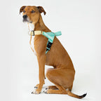 Dog Harness product image 15