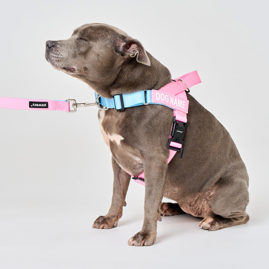 Dog Harness product image 20