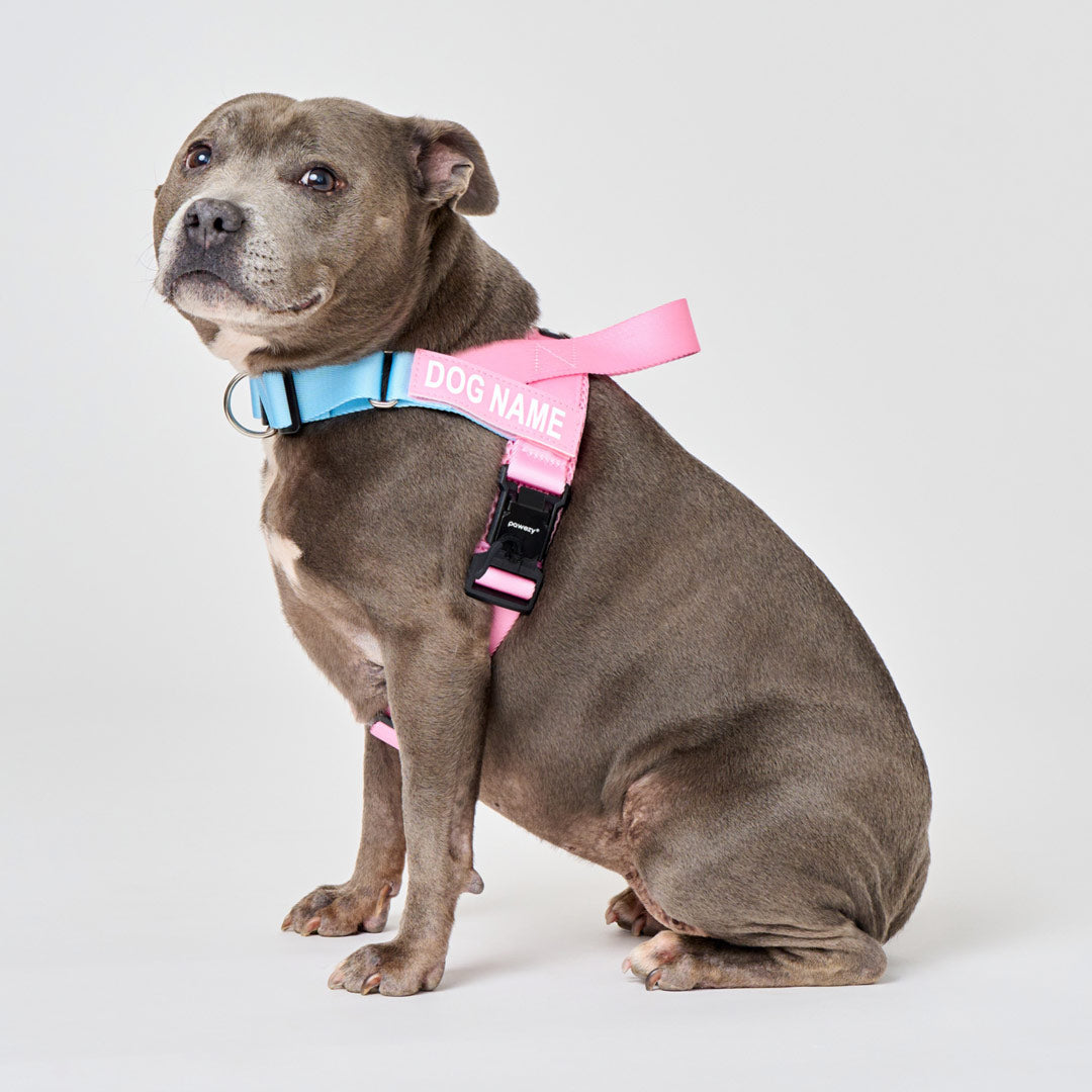Dog Harness product image 21