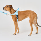 Dog Harness product image 26