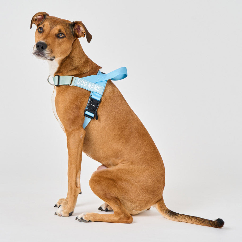 Dog Harness product image 27