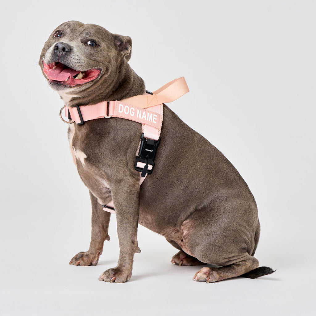 Dog Harness product image 33