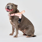 Dog Harness product image 33