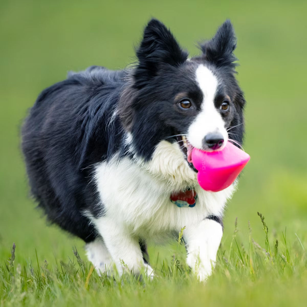 Rubber Dog Toy product image 12