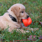 Rubber Dog Toy product image 13