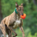 Rubber Dog Toy product image 20