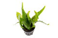 Aquarium Plant product image 1