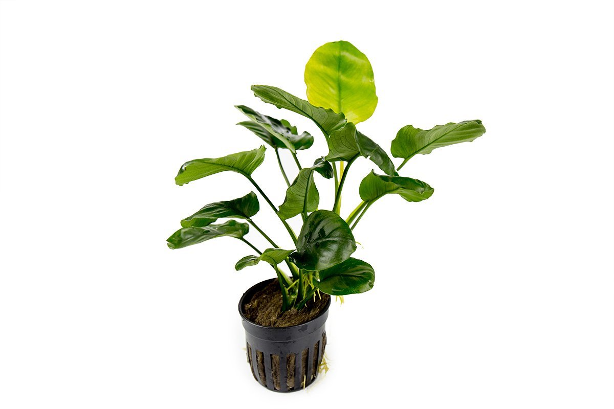 Live Aquarium Plant product image 1