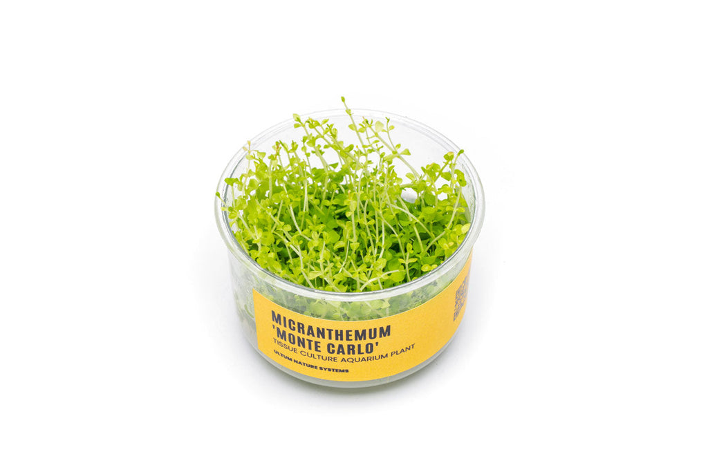 Aquarium Plant Tissue Culture product image 1