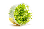 Aquarium Plant Tissue Culture product image 2
