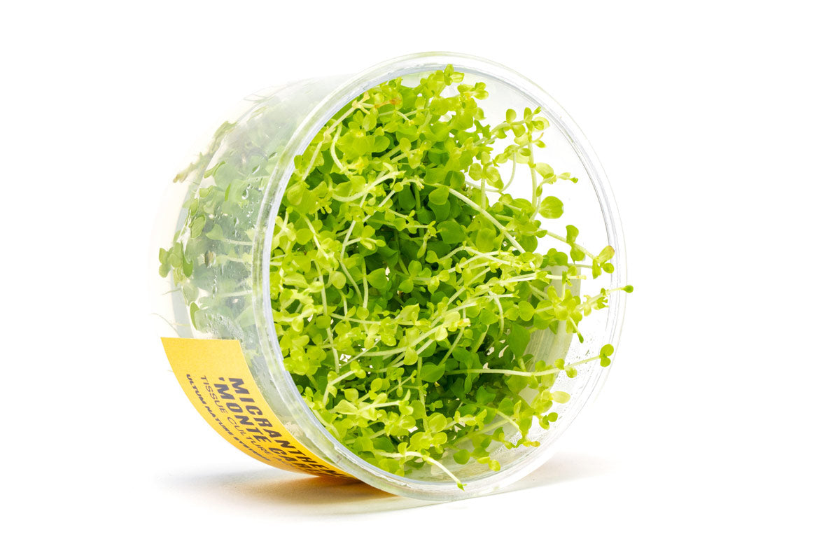 Aquarium Plant Tissue Culture product image 2