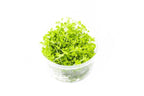 Aquarium Plant Tissue Culture product image 3