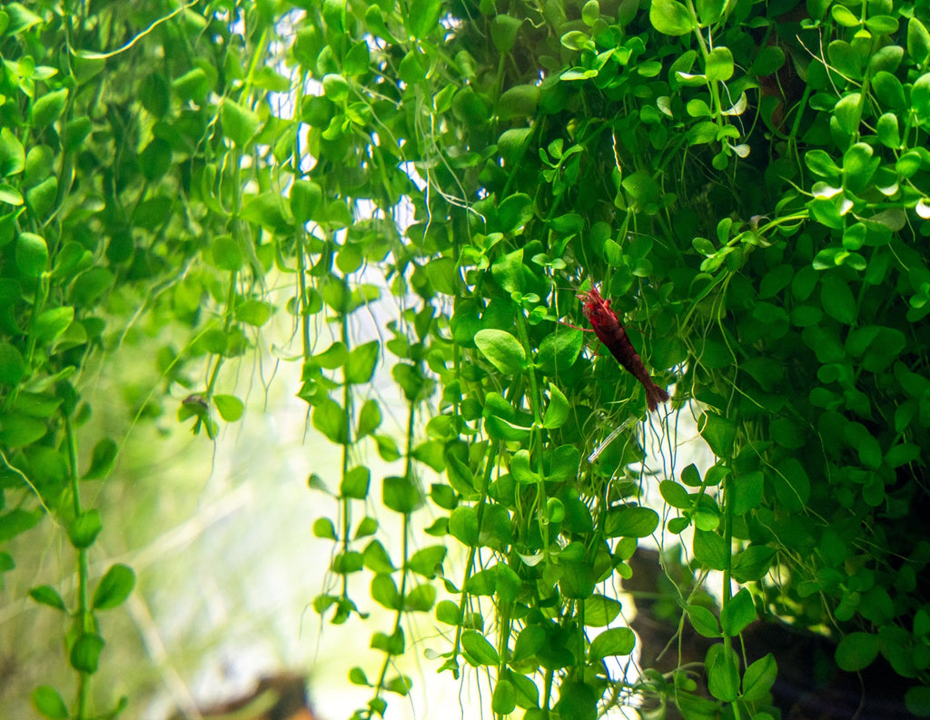 Aquarium Plant Tissue Culture product image 4