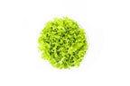 Aquarium Plant Tissue Culture product image 5