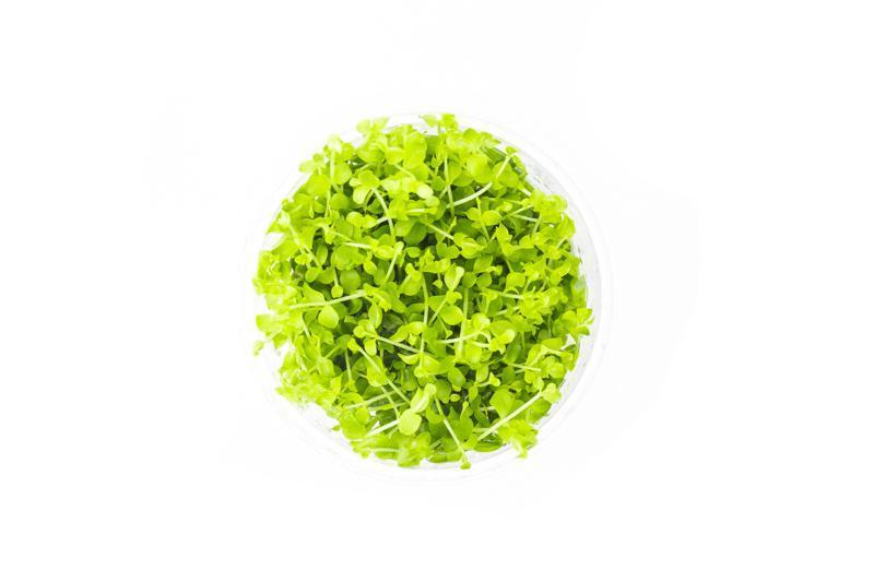 Aquarium Plant Tissue Culture product image 5