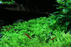Aquarium Plant Tissue Culture product image 6