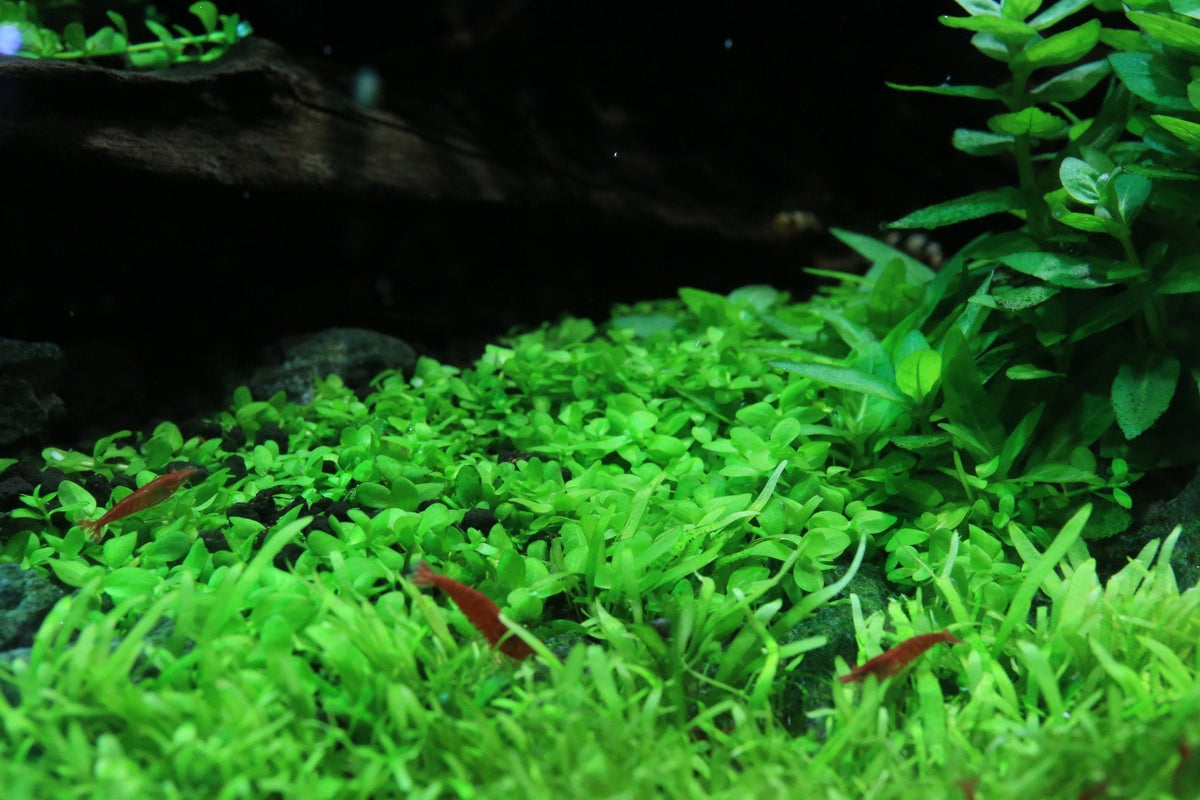 Aquarium Plant Tissue Culture product image 6