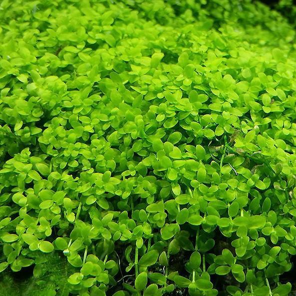 Aquarium Plant Tissue Culture product image 7
