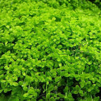 Aquarium Plant Tissue Culture product image 7