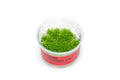 Aquarium Carpet Plant product image 1