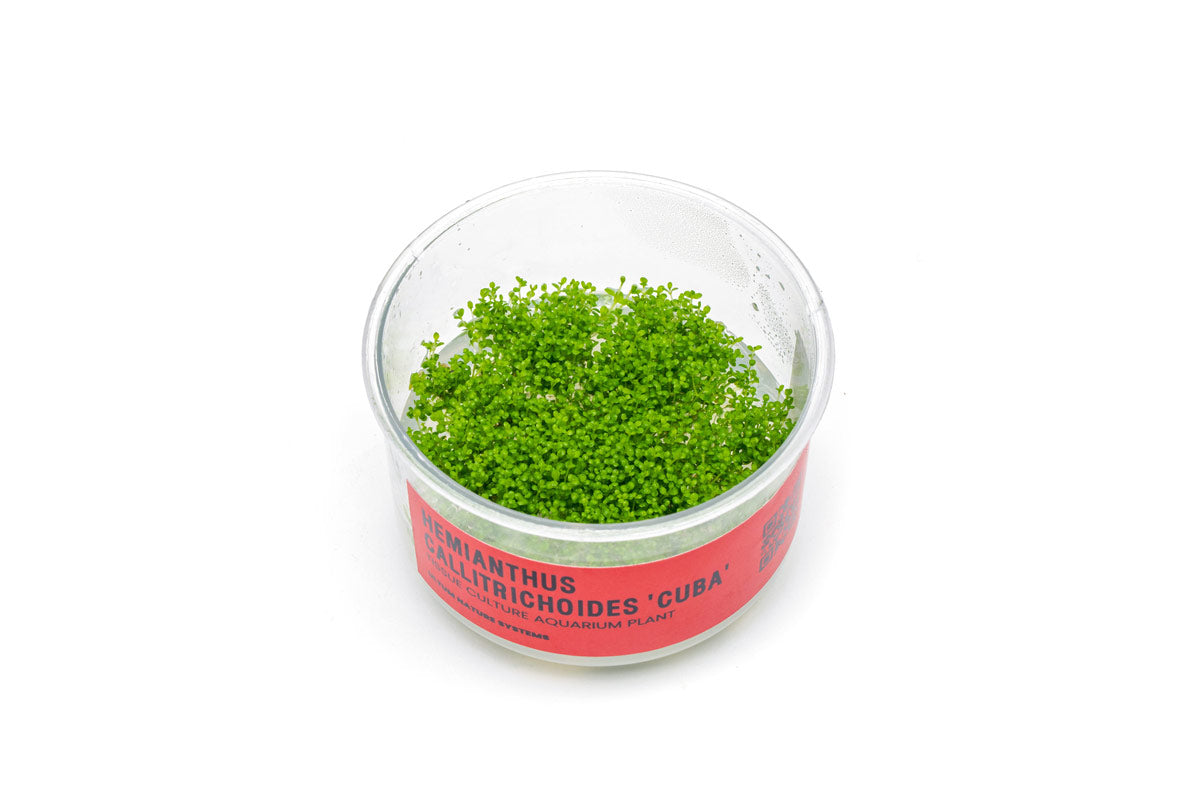 Aquarium Carpet Plant product image 1