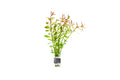 Aquarium Stem Plant product image 1