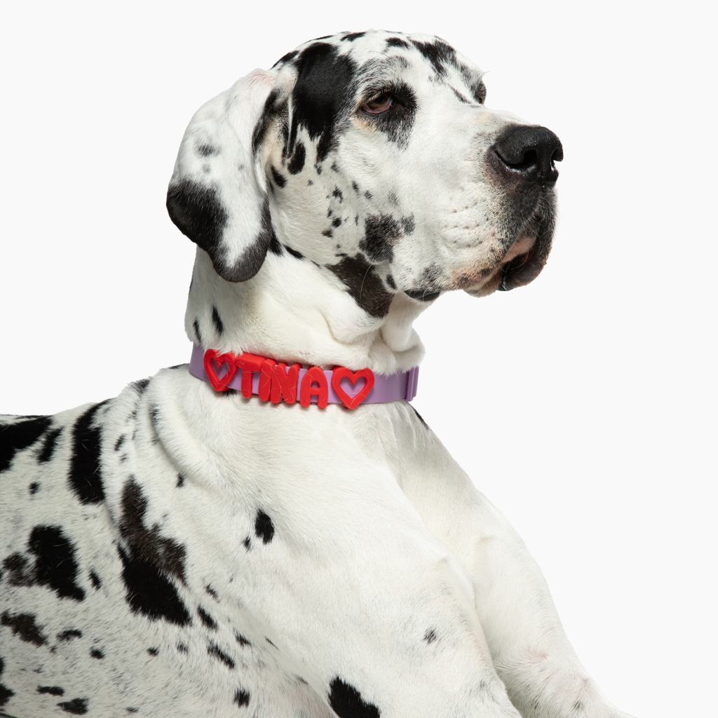 Waterproof Dog Collar product image 5