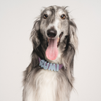 Waterproof Dog Collar product image 6