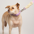Waterproof Dog Collar product image 10