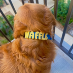 Waterproof Dog Collar product image 18