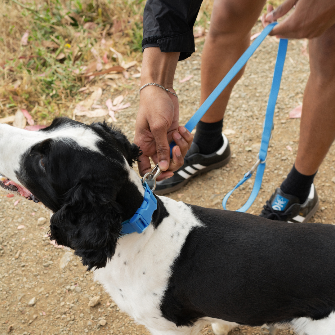 Waterproof Dog Collar product image 19
