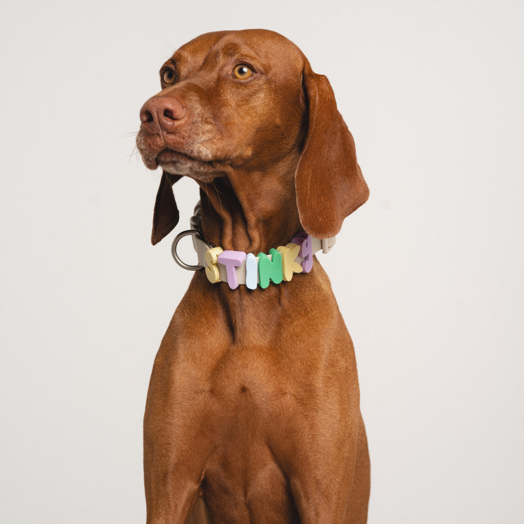 Waterproof Dog Collar product image 25