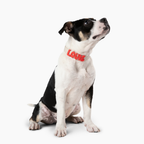 Waterproof Dog Collar product image 28