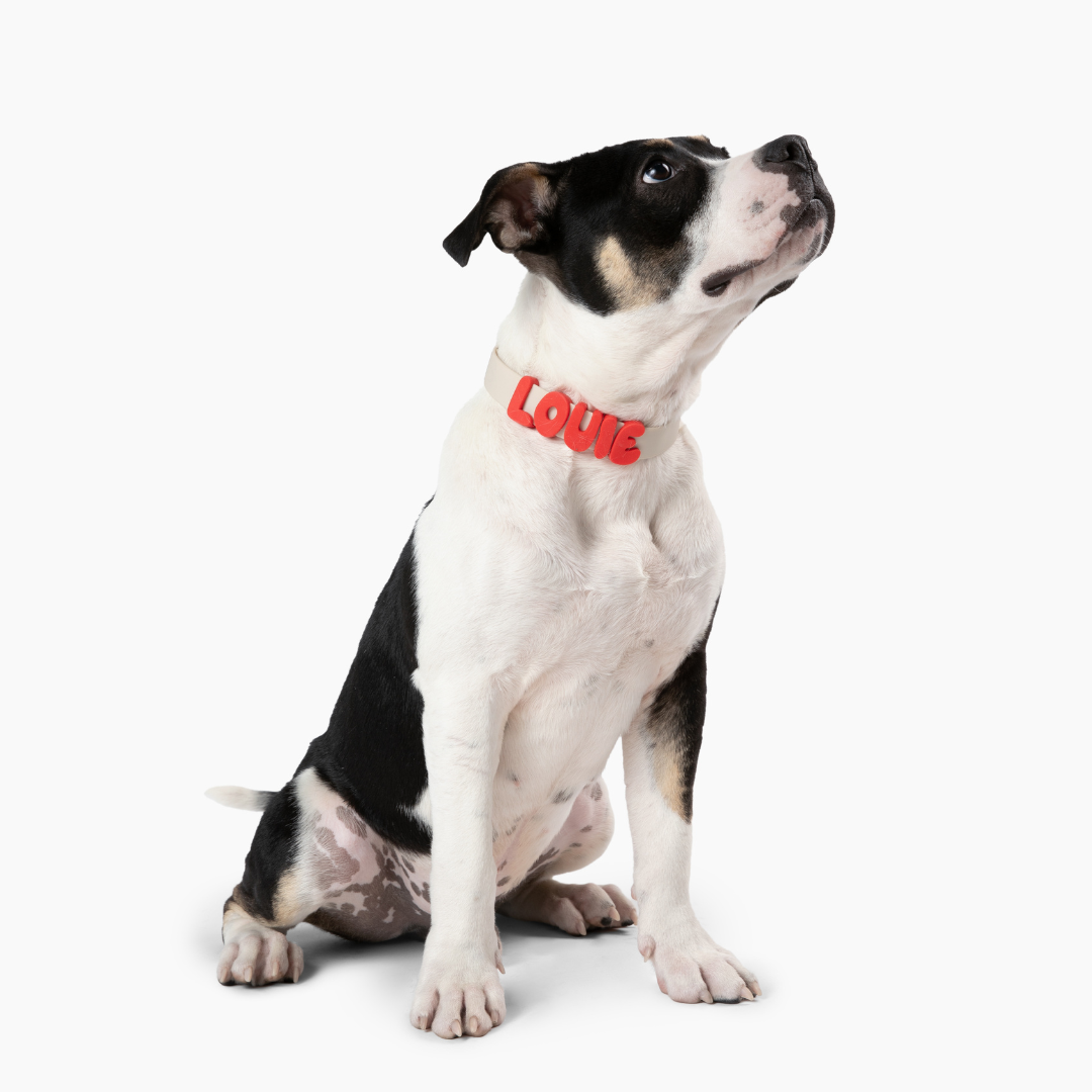 Waterproof Dog Collar product image 28