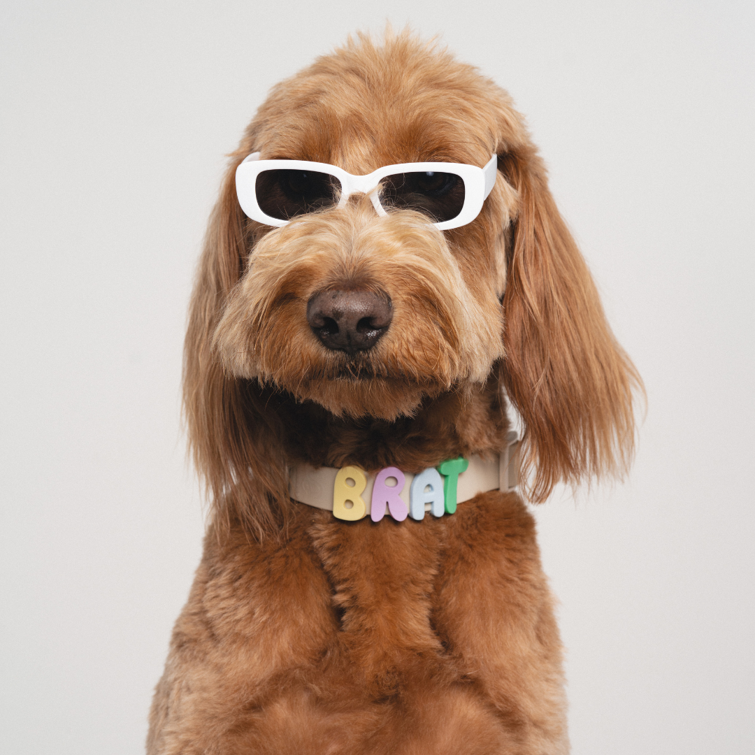 Waterproof Dog Collar product image 29